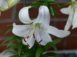 Foto: Dr. Peter Müller